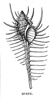 Aquatic Life Images Drucke: Murex, c1890