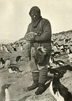 Antarctic Explorer Drucke: Murray Holding Young Penguins, c1908, (1909)