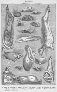 Rinderfleisch, 1907