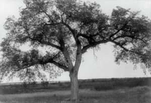 North American Nature Scene Drucke: The mythic tree, c1908. Creator: Edward Sheriff Curtis