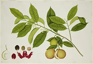 Nussbaum, um 1824. Ersteller: Unbekannt.
