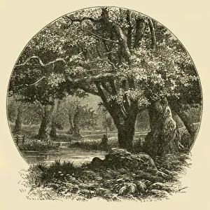 Our Own Country Book Illustrations Drucke: Oaks at Bradgate, 1898. Creator: Unknown