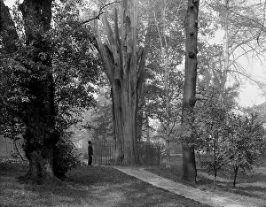 Early 20th Century Landscapes Drucke: Old tree in Bartram's Park [Bartram's Gardens]