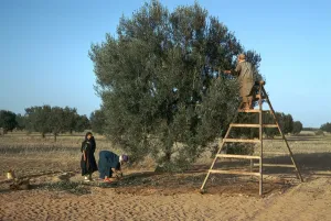 African Countryside Scenes Drucke: Olive picking in Tunisia