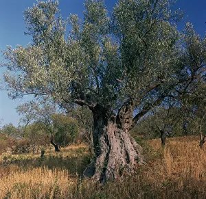 Rural Italian Landscape Drucke: Olive tree in Sicily