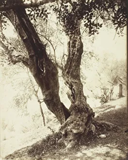 Eugene Atget Photography Drucke: Olivier, Nice (Olive Tree, Nice), c. 1900. Creator: Eugene Atget