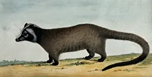 Watercolour Animal Art Drucke: An opossum. Creator: Unknown