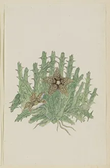 Orbea verucosa (Masson) L.C. Leach, Hirsute Stapelia, 1777-1786; Kreatör: Robert Jacob Gordon