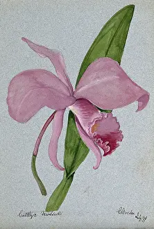 Heritage Botanical Art Drucke: An orchid (Cattleya mossiae): flower and leaf, 1899. Creator: Unknown