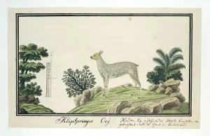 Robert Jacob Gordon Artwork Drucke: Oreotragus oreotragus (Klipspringer), 1777-1786. Creator: Robert Jacob Gordon