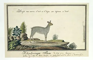 Oreotragus oreotragus (Springbok), 1777-1786. Schöpfer: Robert Jacob Gordon
