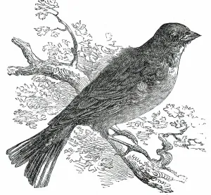 Victorian Era Animal Prints Drucke: The Ortolan, 1850. Creator: Unknown