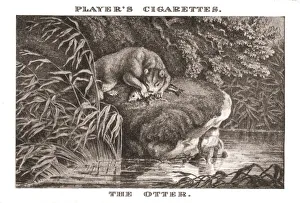 Samuel Howitt Artwork Drucke: The Otter, (1924). Creator: Unknown