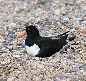 Exterior Bird Photography Drucke: Oystercatcher