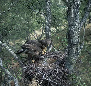 Close Up Bird Pictures Drucke: Pair of buzzards on the nest
