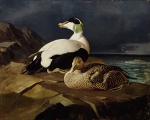 Heritage Wildlife Images Drucke: Pair of Common Eiders on a Rock, 1869. Creator: Ferdinand von Wright
