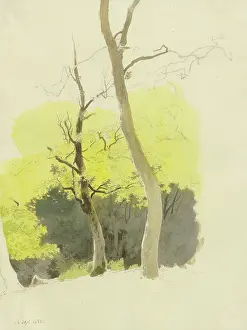 Nineteenth Century Nature Scenes Drucke: Pair of trees, a dense forest in the background, 1858. Creator: Carl Theodor Reiffenstein