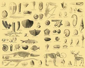 Monochromes Kunstwerk Drucke: Paläontologie, ca 1910. Schöpfer unbekannt