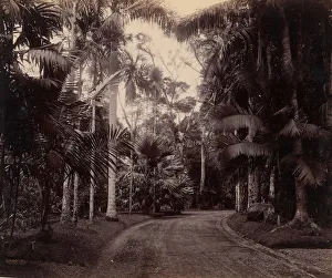 Palmgoup Gruppe, Buitenzorg (Java), 1860er/1870er Jahre. Schöpfer unbekannt