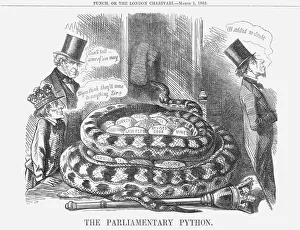 London Zoo Animals Drucke: The Parliamentary Python, 1862