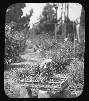 Black And White Bird Photography Drucke: Parrot on basket - unknown location. Creator: Unknown