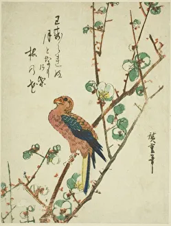 Vogel auf Apfelbaum aus den 1830er Jahren von Ando Hiroshige