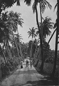 Sri Lanka Landscape Drucke: A Path Through Paddy Fields, c1890, (1910). Artist: Alfred William Amandus Plate