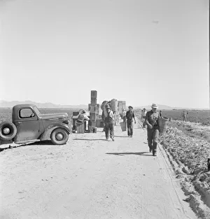 Fünfhundert Erntehelfer im Feld eines großen Skaleneinsatzes von Sinclair ... Nahe Calipatria, Kalifornien , 1939. Schöpferin : Dorothea Lange