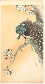 Meiji Era Artwork Drucke: Peacock on cherry tree. Creator: Ohara, Koson (1877-1945)