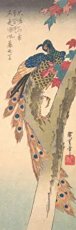 Nineteenth Century Birds Drucke: A Peacock Perched on a Maple Tree, ca. 1833. ca. 1833. Creator: Ando Hiroshige