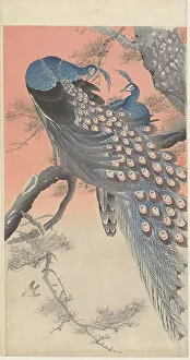 Zwei Pfauke auf einem Zweigbruch, 1900 - 1910. Schöpfer: Ohara, Koson (1877 - 1945)