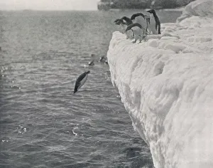 Terra Nova Expedition Photos Drucke: Penguins Diving, c1911, (1913). Artist: Herbert Ponting
