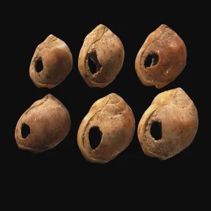 Verbeiderte Schalenperlen aus der Höhle von Blombos in Südafrika. Der älteste Artefakt des Menschen, 7000 v.Chr