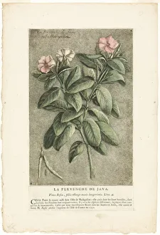 European Flower Illustrations Drucke: The Periwinkle of Java, from Collection of Usual