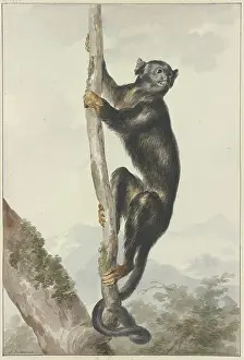Drucke von Ein peruanischer Spinnenaffe (Ateles chamek), 1759 Klammeraffe Drucke: Ein peruanischer Spinnenaffe (Ateles chamek), 1759. Künstler: Aert Schouman