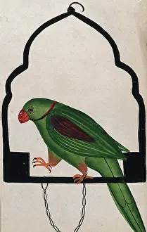 Parrots In Captivity Drucke: Pet parrot on a perch. Creator: Unknown
