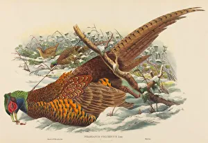 British Game Birds Drucke: Phasianus colchicus (Ring-necked Pheasant). Creators: John Gould, William Matthew Hart