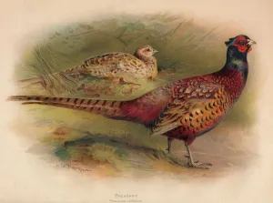 British Game Birds Drucke: Pheasant (Phasianus colchicus), 1900, (1900). Artist: Charles Whymper
