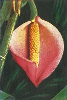 Cigarette Card Album Drucke: Philodendron, c1928. Creator: Unknown