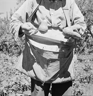 American Farm Life Drucke: Picker demonstrates how pears are ringed