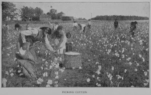 Agricultural Heritage Images Drucke: Picking cotton. 1902. Creator: Unknown