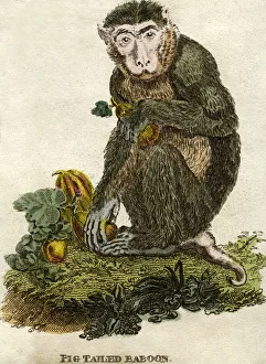 Mammal Portraits Online Drucke: Pig tailed baboon