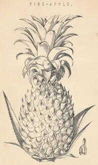 Pineapple Illustration Drucke: Pine-Apple, c19th century