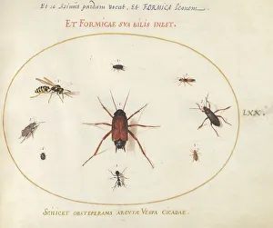 Platte 70: Eine Rassel umgeben von Insekten, um ca. 1575/1580 gegraviert wurde. Ersteller: Joris Hoefnagel