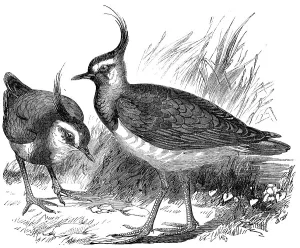 Shorebird Photography Drucke: Plovers, 1856. Creator: Unknown