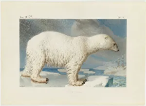 Arctic Ocean Wildlife Drucke: Polar bear, 1796. Creator: Marechal, Nicolas (1753-1802)