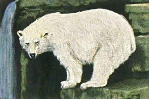 Georg A Jasmatzi Prints Drucke: Polar bear from Spitzbergen, c1928. Creator: Unknown