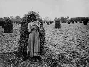 Black And White Farm Photography Drucke: Polly in the peanut patch, between 1900 and 1905. Creator: Unknown