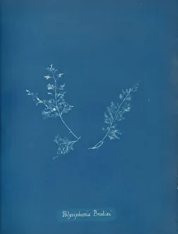 Anna Atkins Cyanotype Drucke: Polysiphonia Brodiaei, ca. 1853. Creator: Anna Atkins