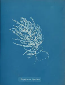 Anna Atkins Cyanotype Drucke: Polysiphonia byssoides, ca. 1853. Creator: Anna Atkins
